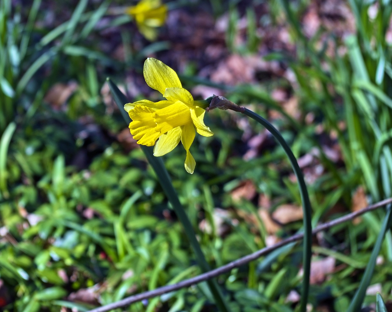arkansas backlit daffodils 2019  garden  bloom free photo