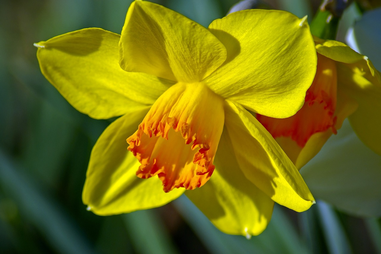 arkansas daffodil  garden  bloom free photo