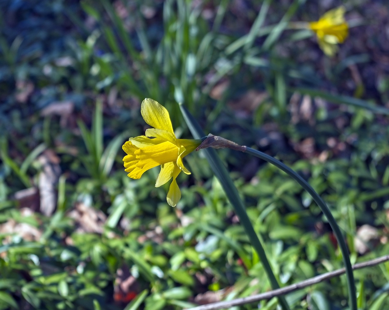 arkansas ozarks daffodils 2019  garden  bloom free photo