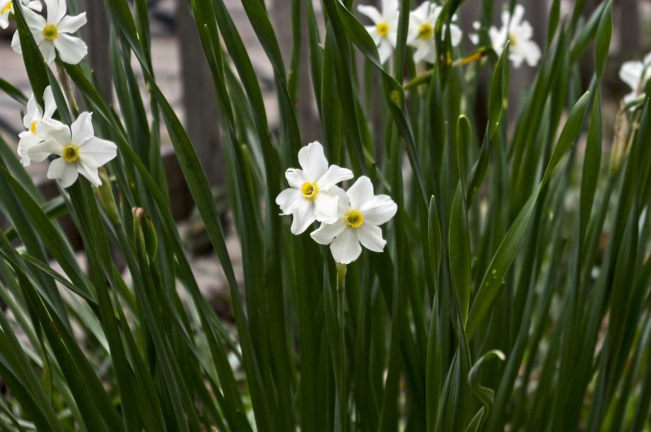 arkansas paperwhite daffodils  narcissus  garden free photo