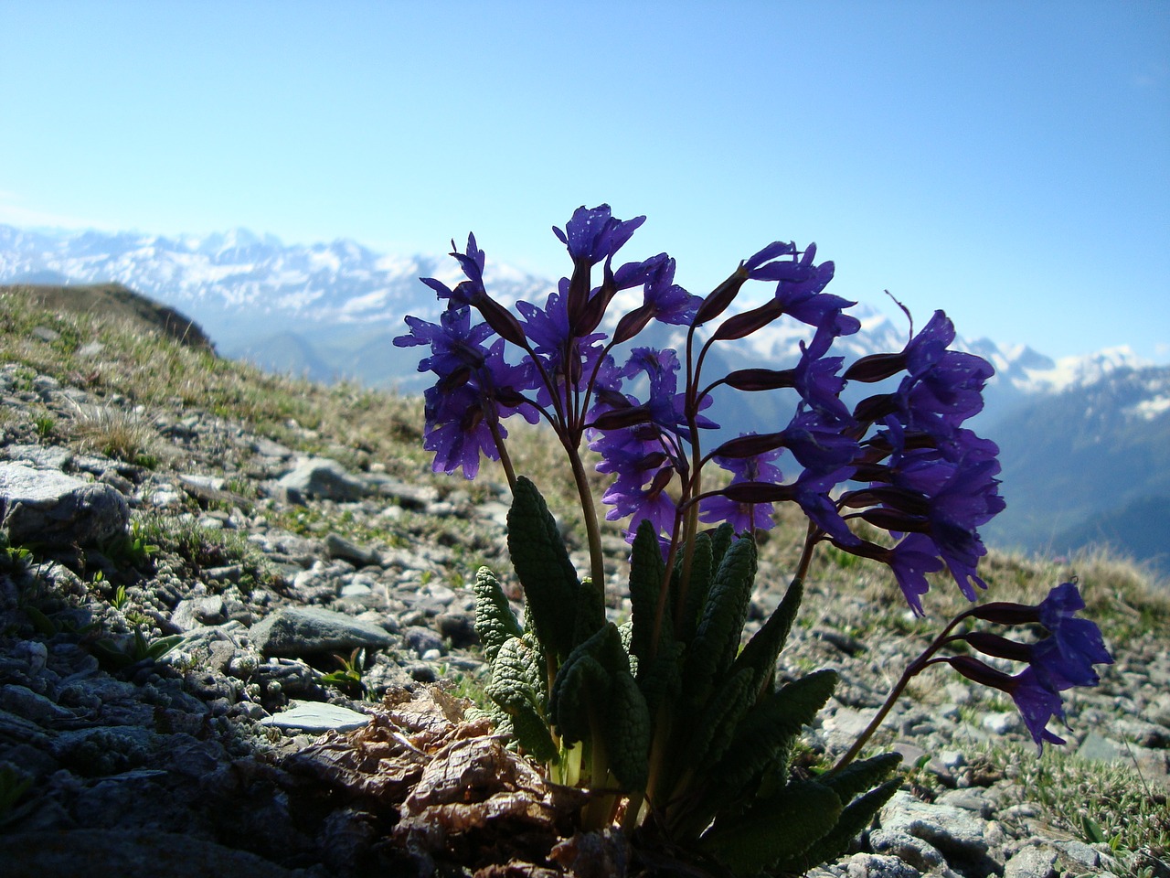 arkhyz mountains flowers free photo