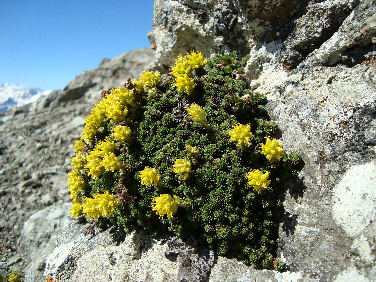 arkhyz mountains flowers free photo