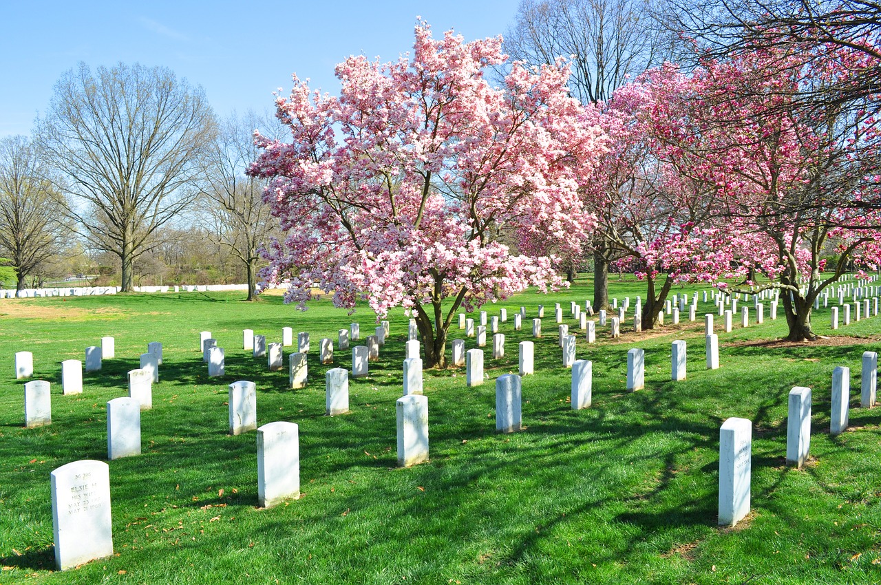 arlington cemetery blossom tree free photo