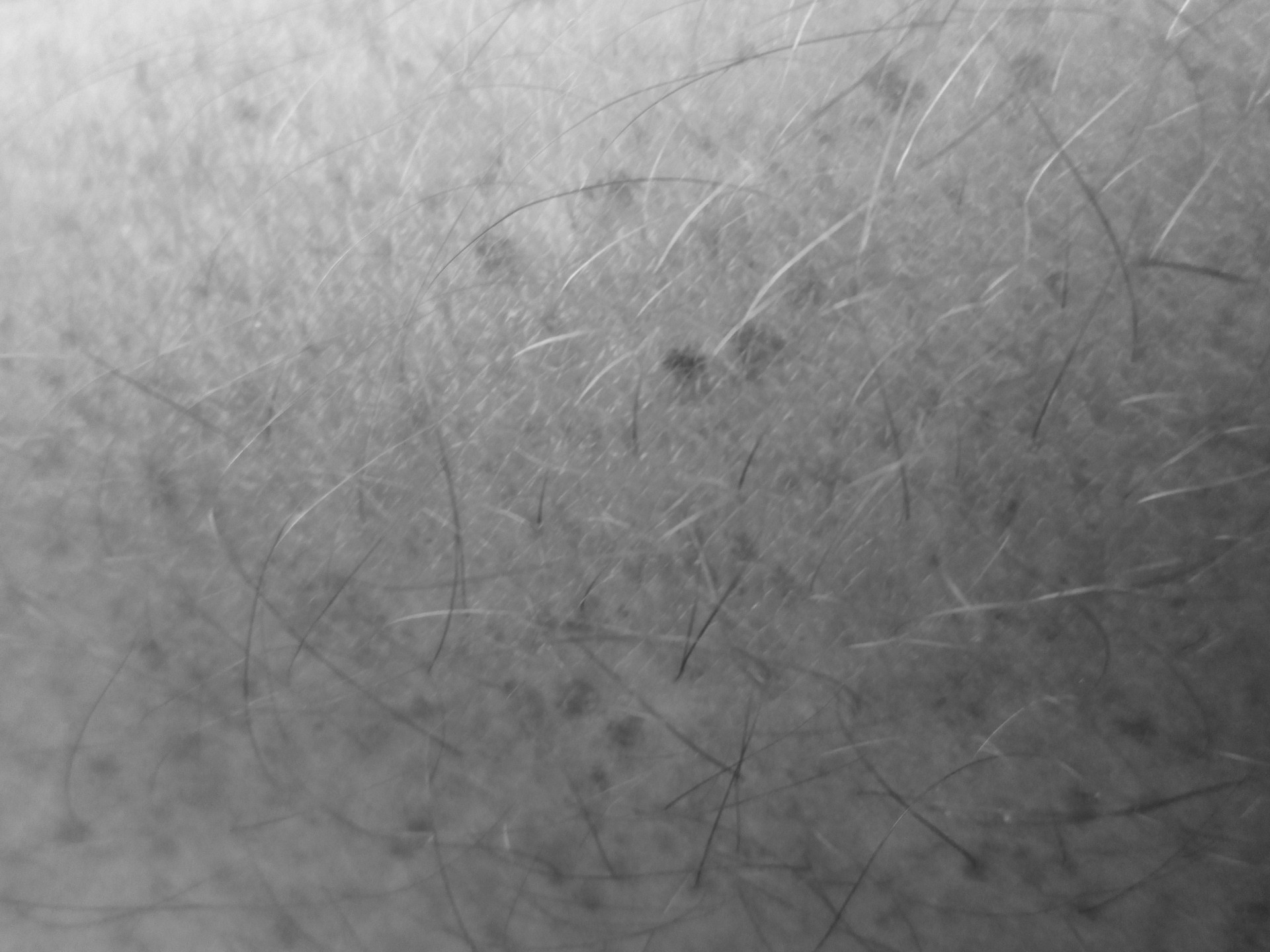 arm hair texture b&w free photo