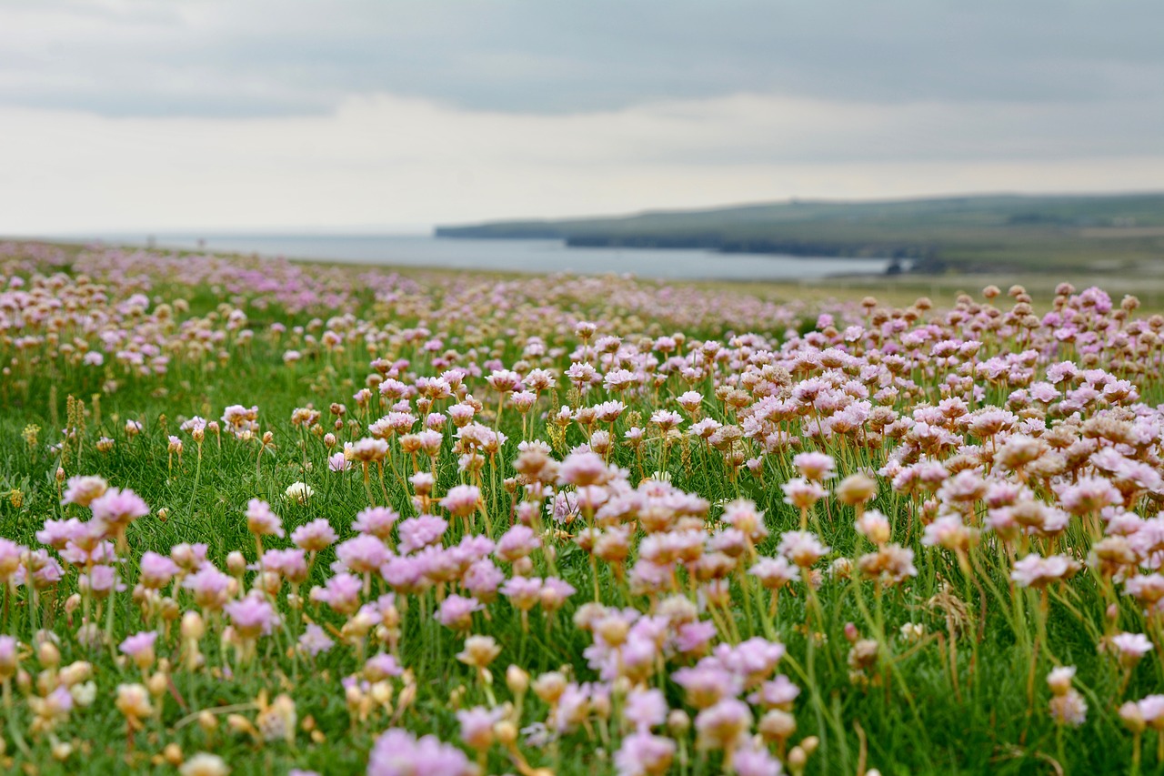 armeria maritima landscape pink free photo