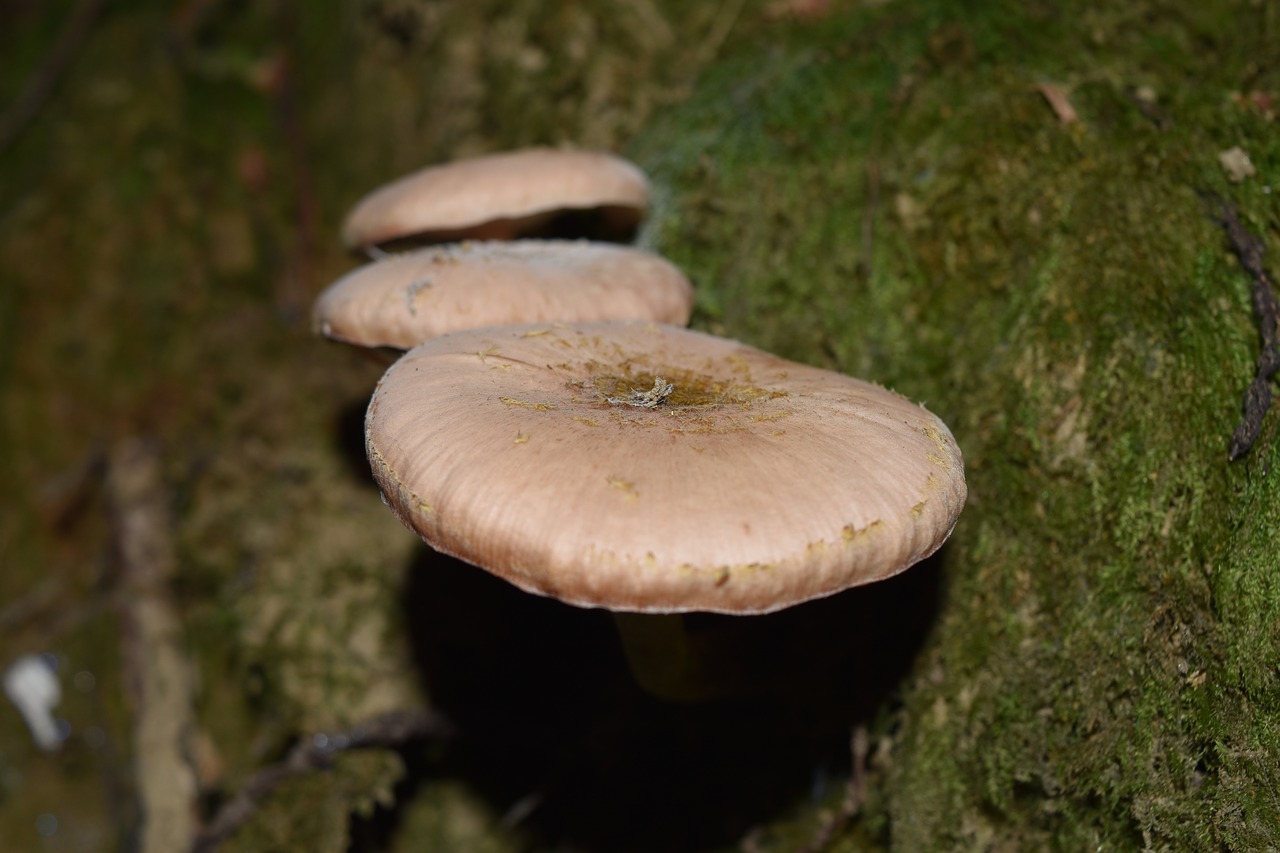 armillaria mellea cavanaugh mushrooms free photo