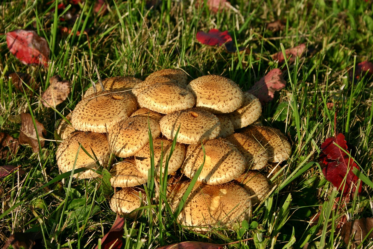 armillaria mellea mushrooms nature free photo