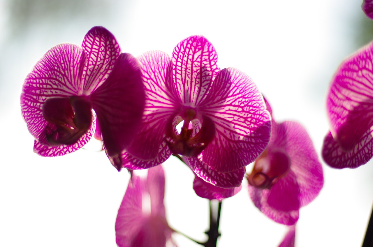 arndt  torick  orchid free photo