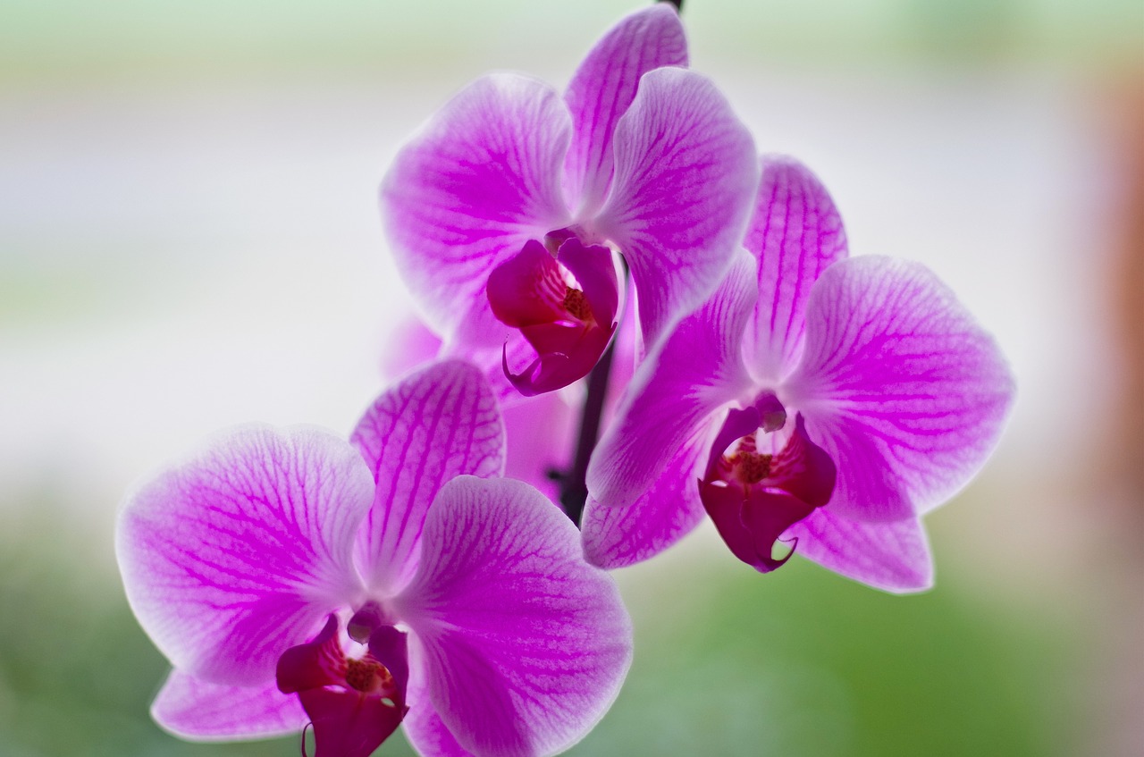 arndt  torick  orchid free photo