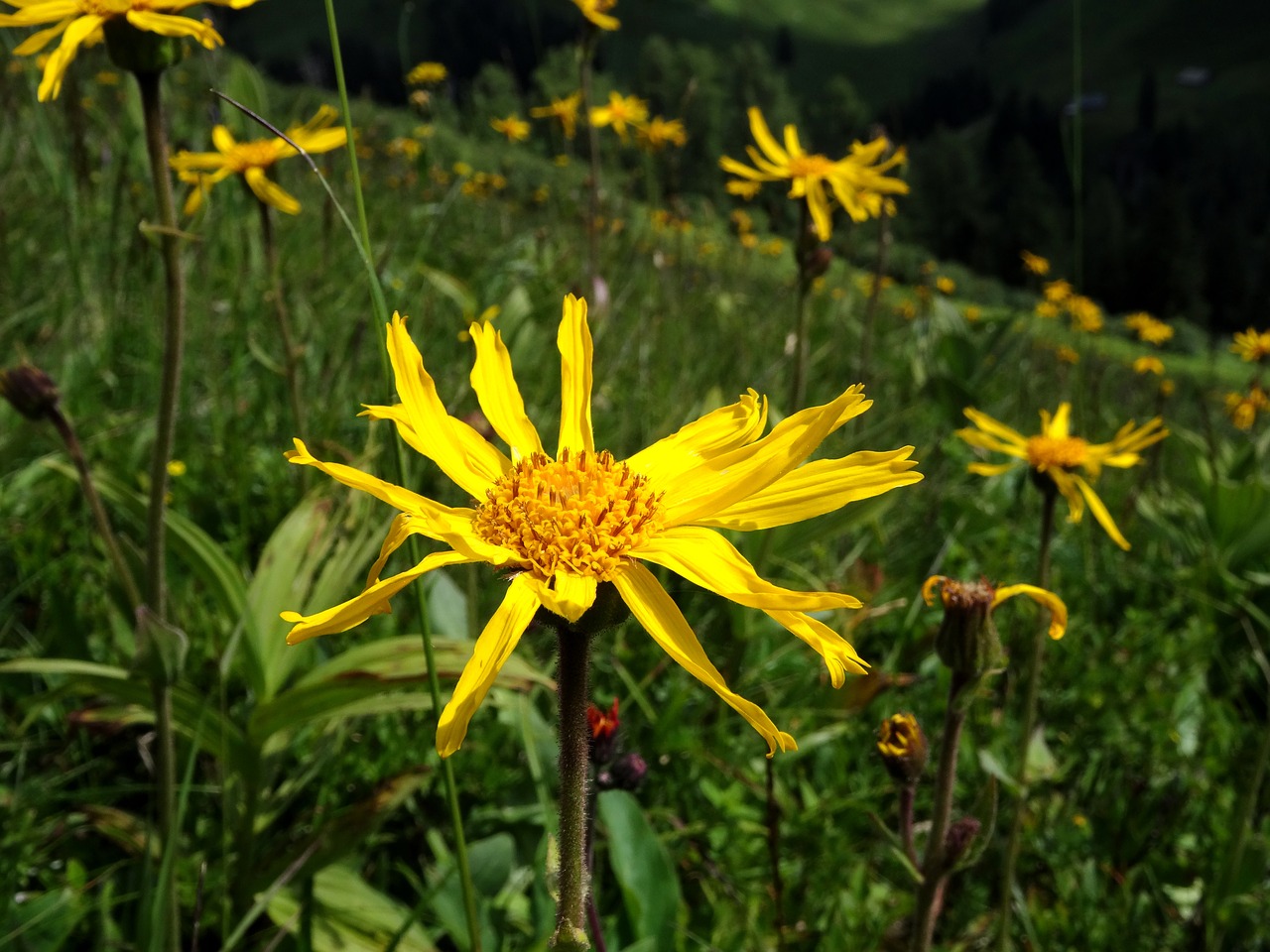 arnica arnica montana mountain well-to-hire free photo