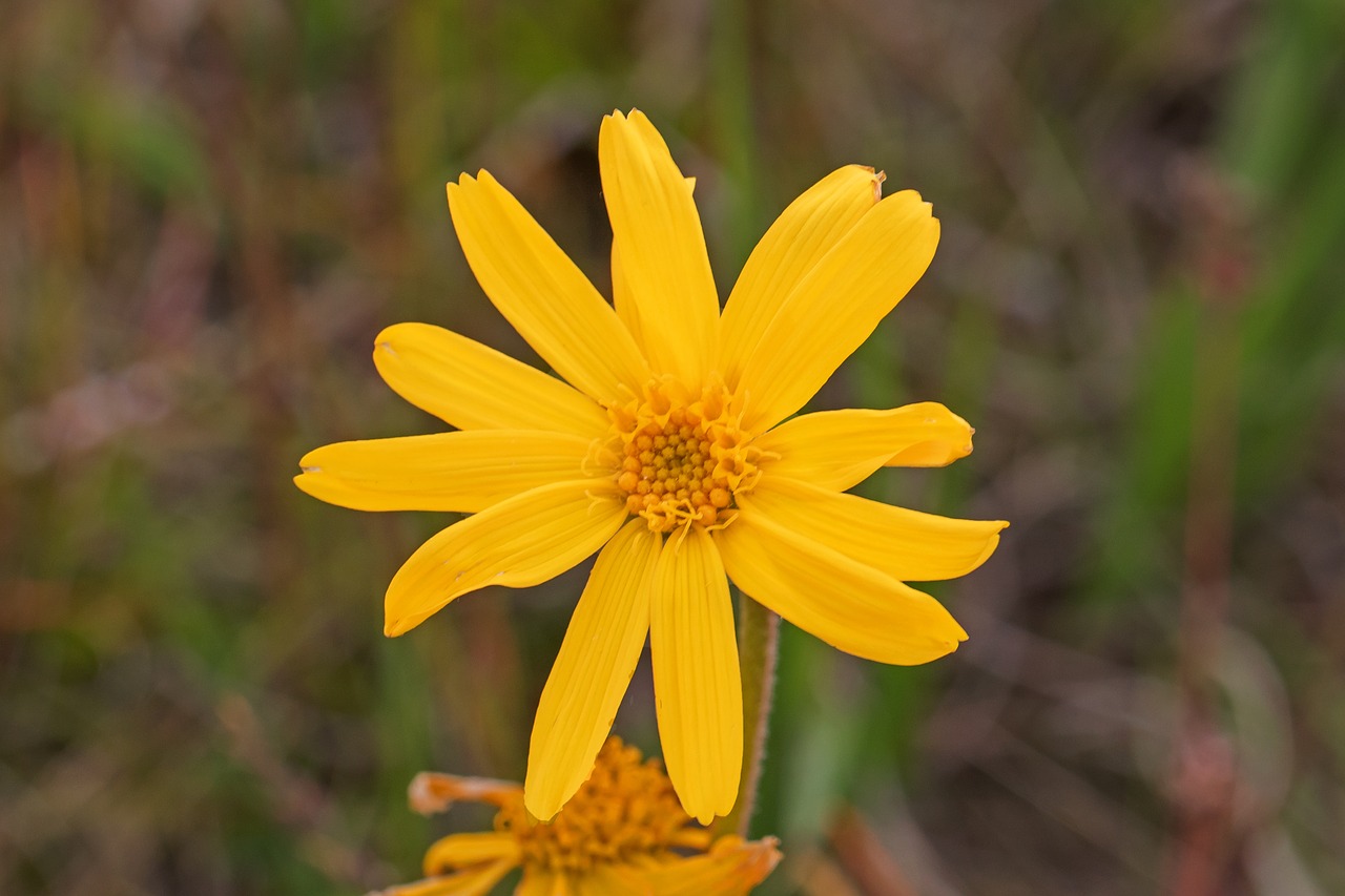 arnica  flower  natural free photo