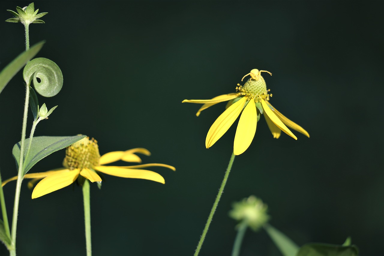 arnica flowers  leaves  crab spider free photo