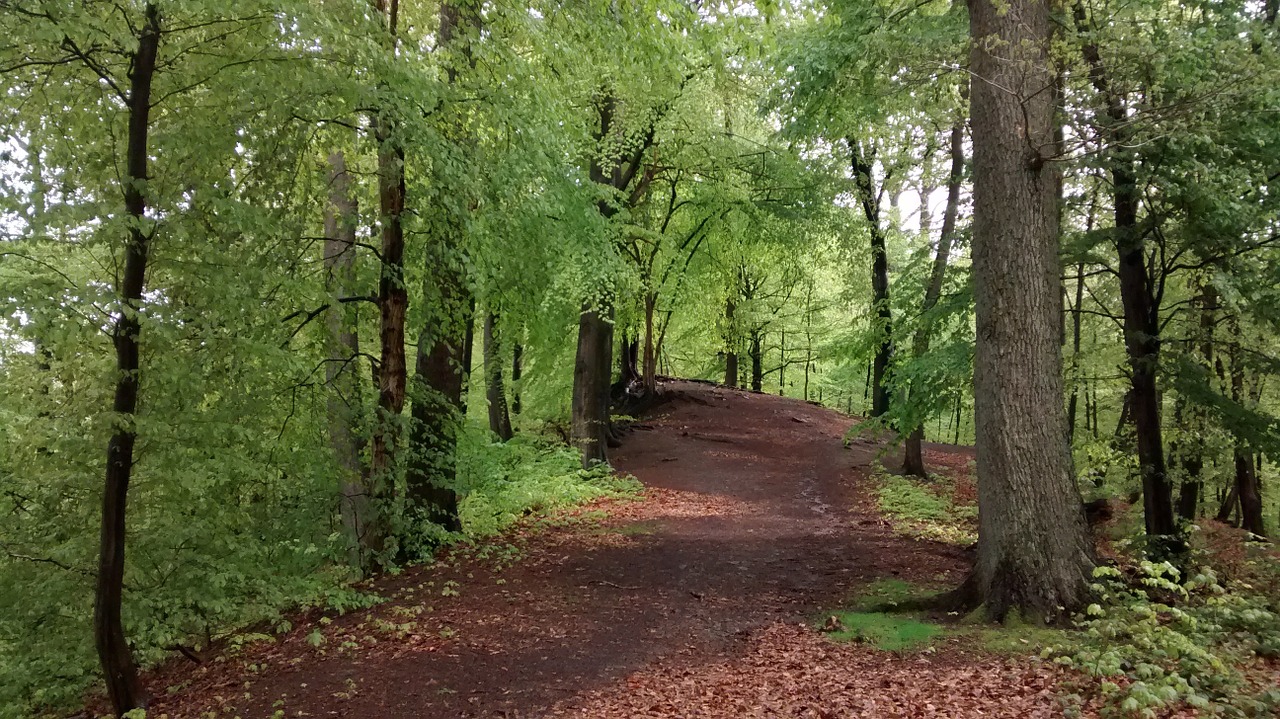 arnsberg eichholz forest free photo