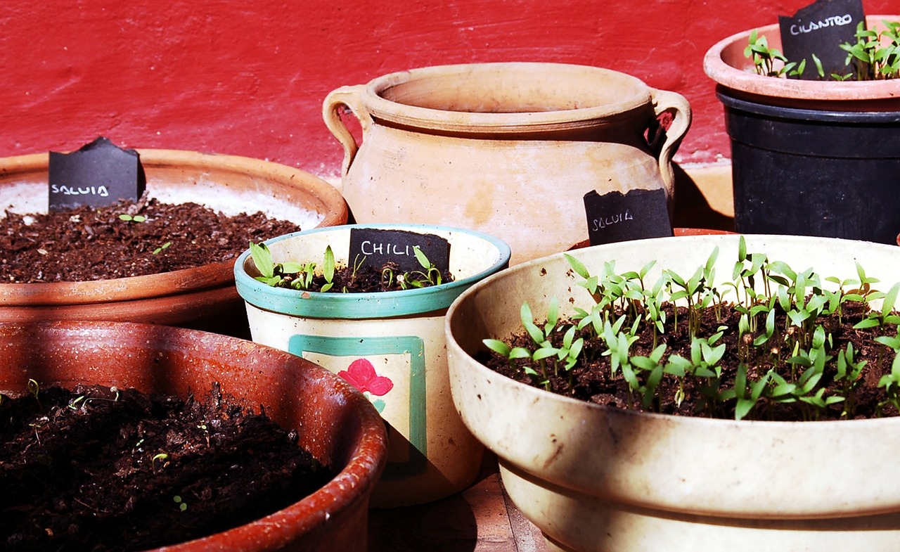 aromatic plants cilantro chilis free photo