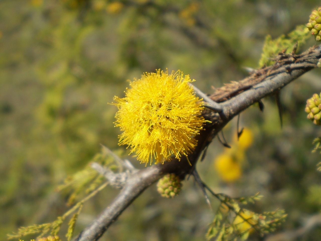 aromo flower yellow free photo