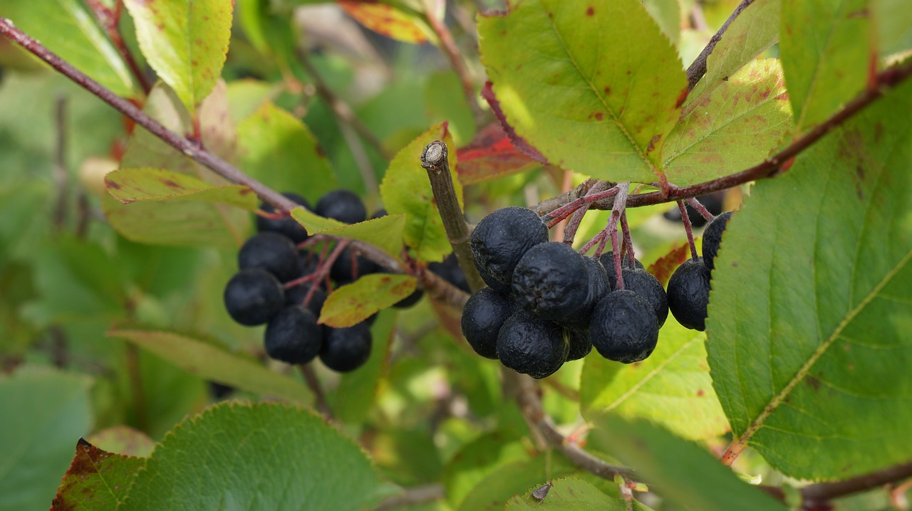 aronia berries fruits free photo
