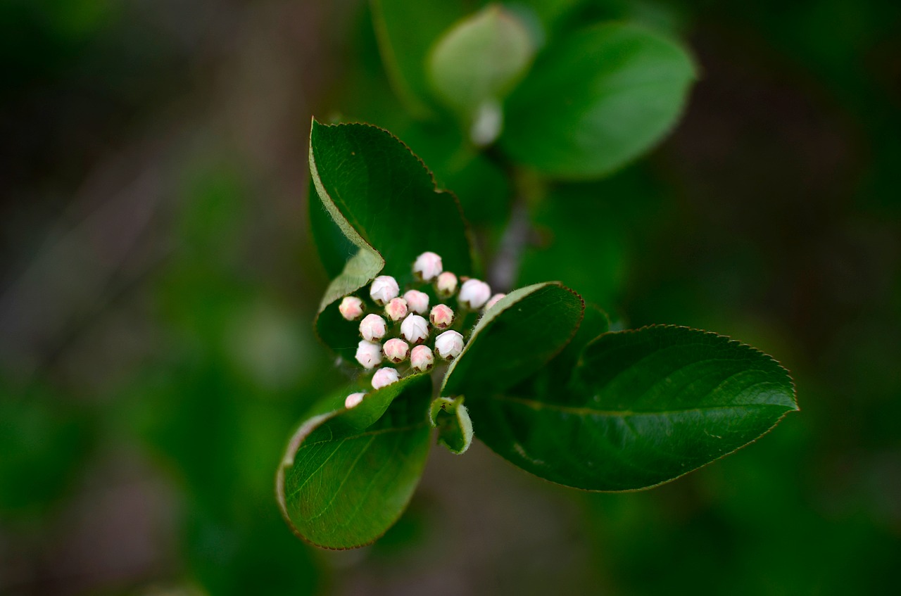 aronia  flowers  donuts free photo