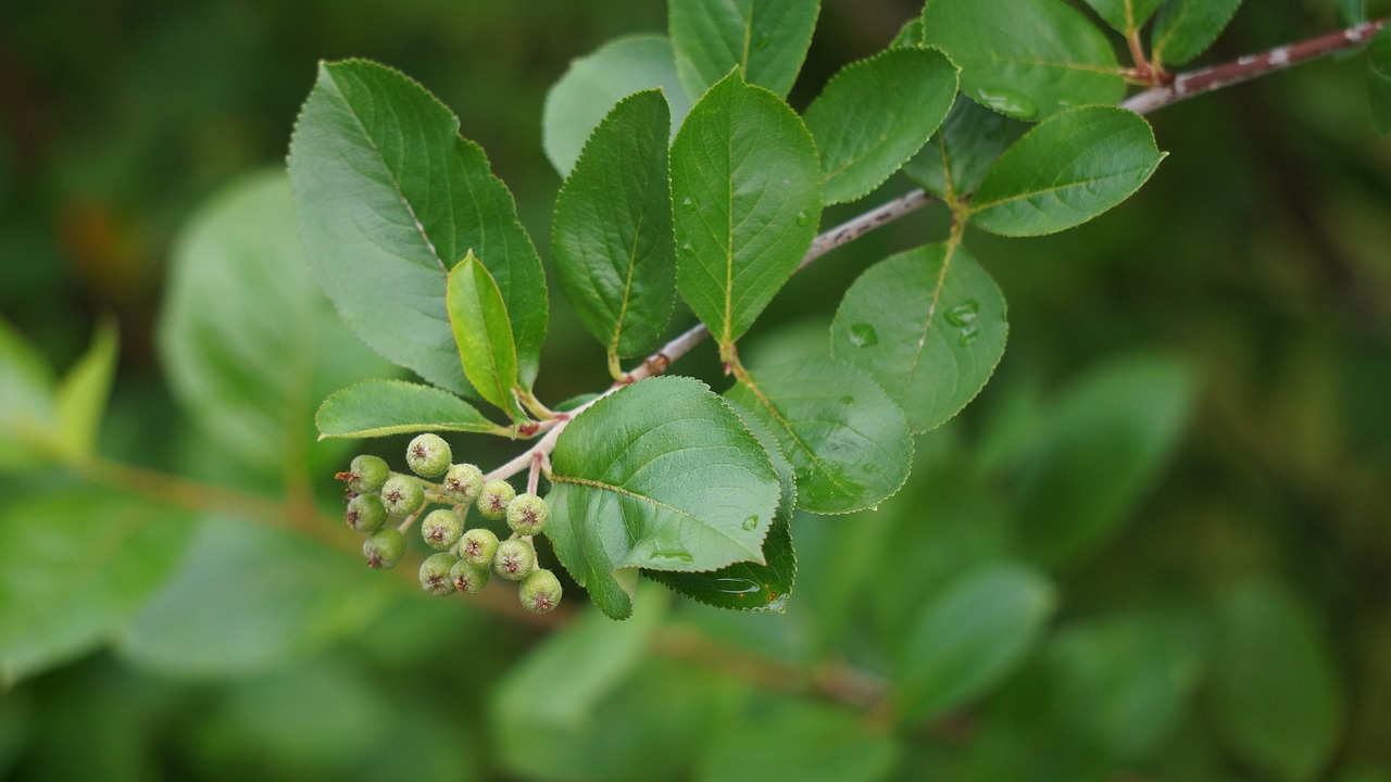 aronia berries are raw matures free photo