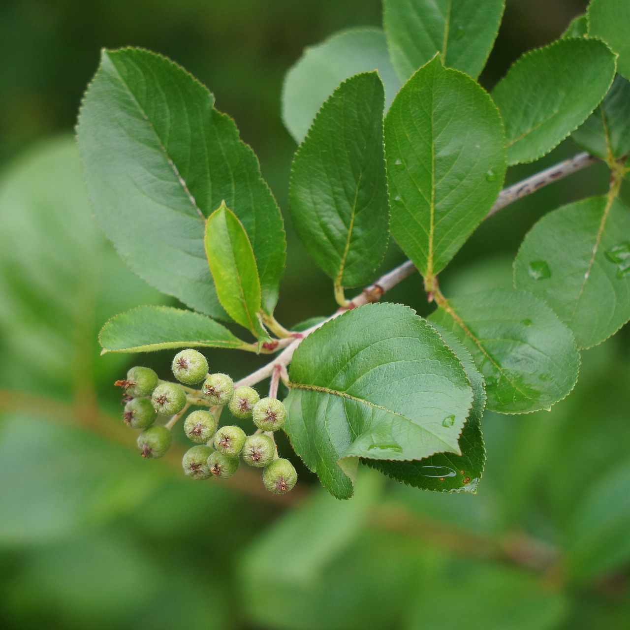 aronia berries are raw matures free photo