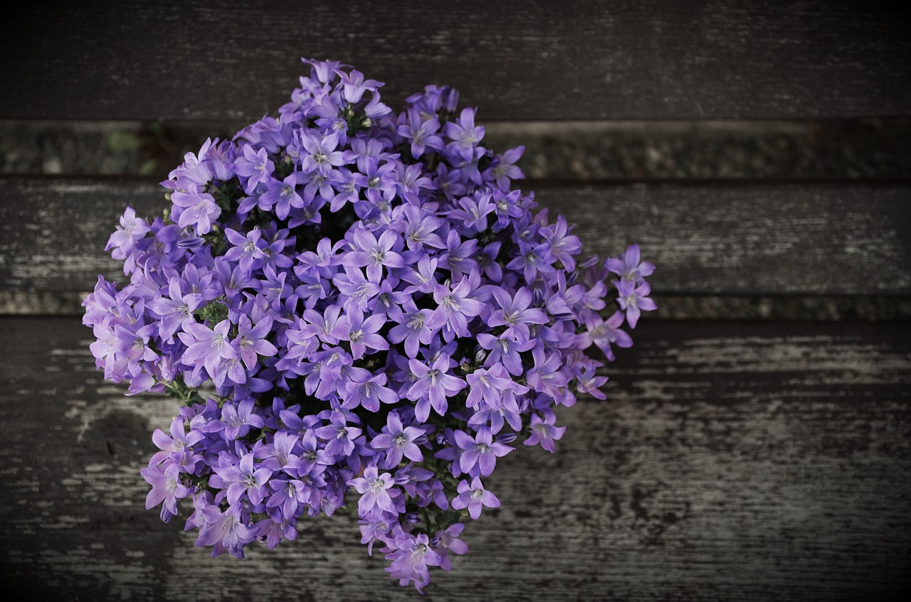 arrangement blue flowers flower free photo