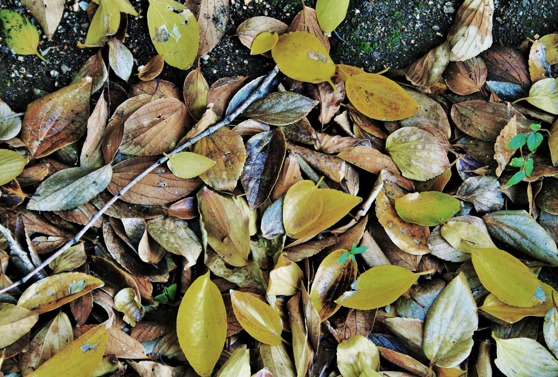 leaves fallen dry free photo