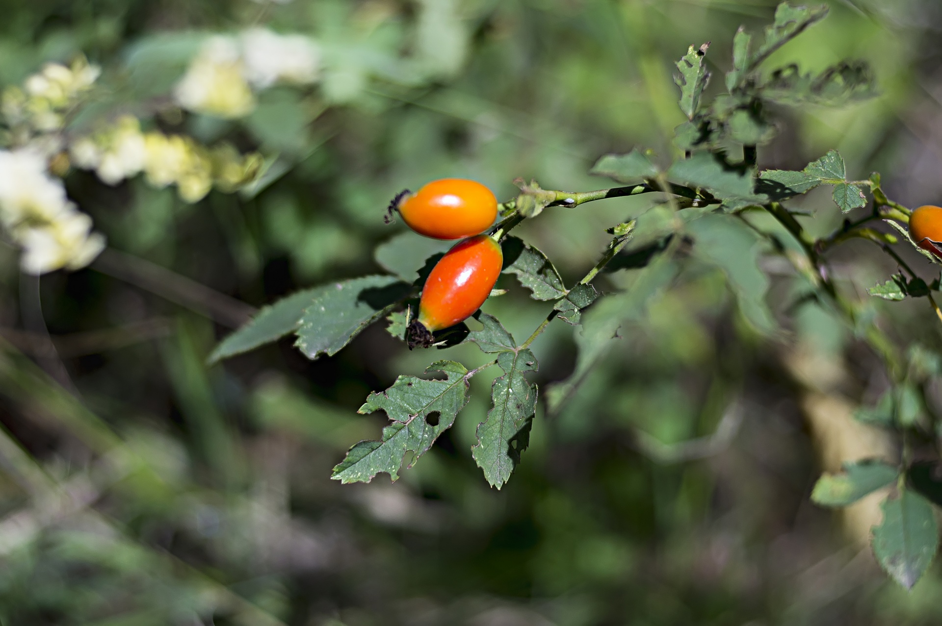 berries fruits red free photo