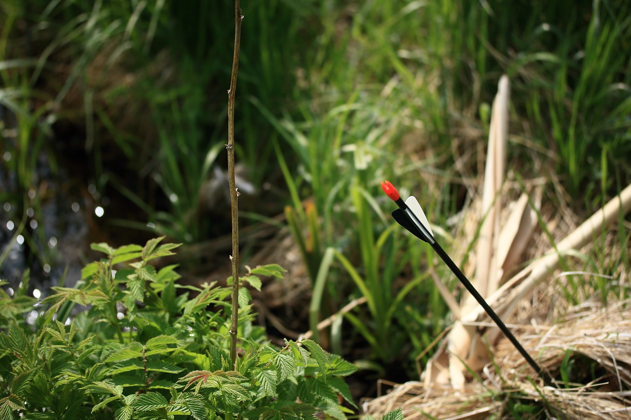 arrow brook grass free photo