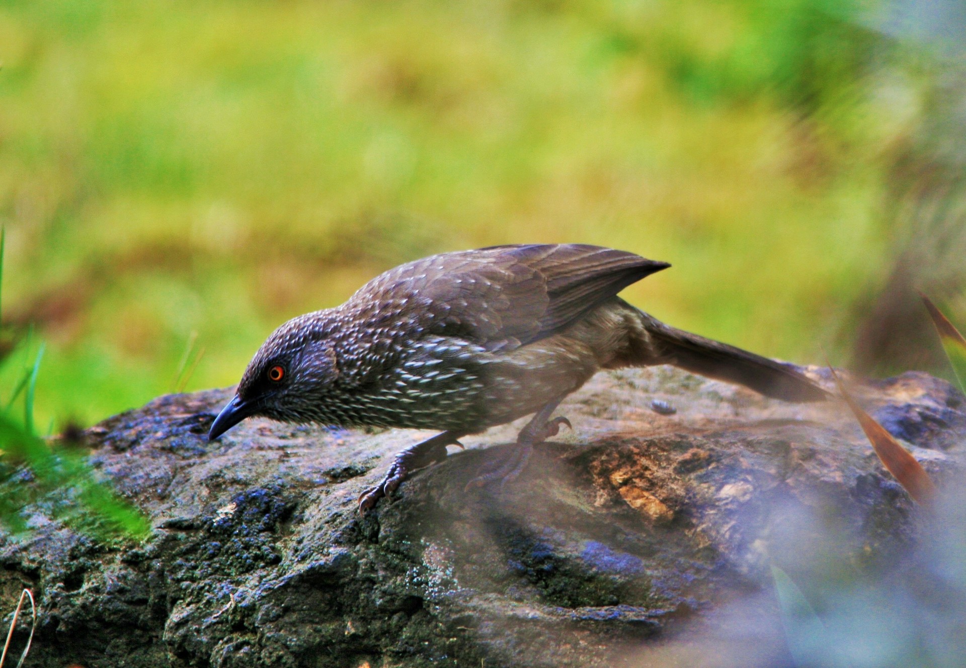 bird babbler speckled free photo