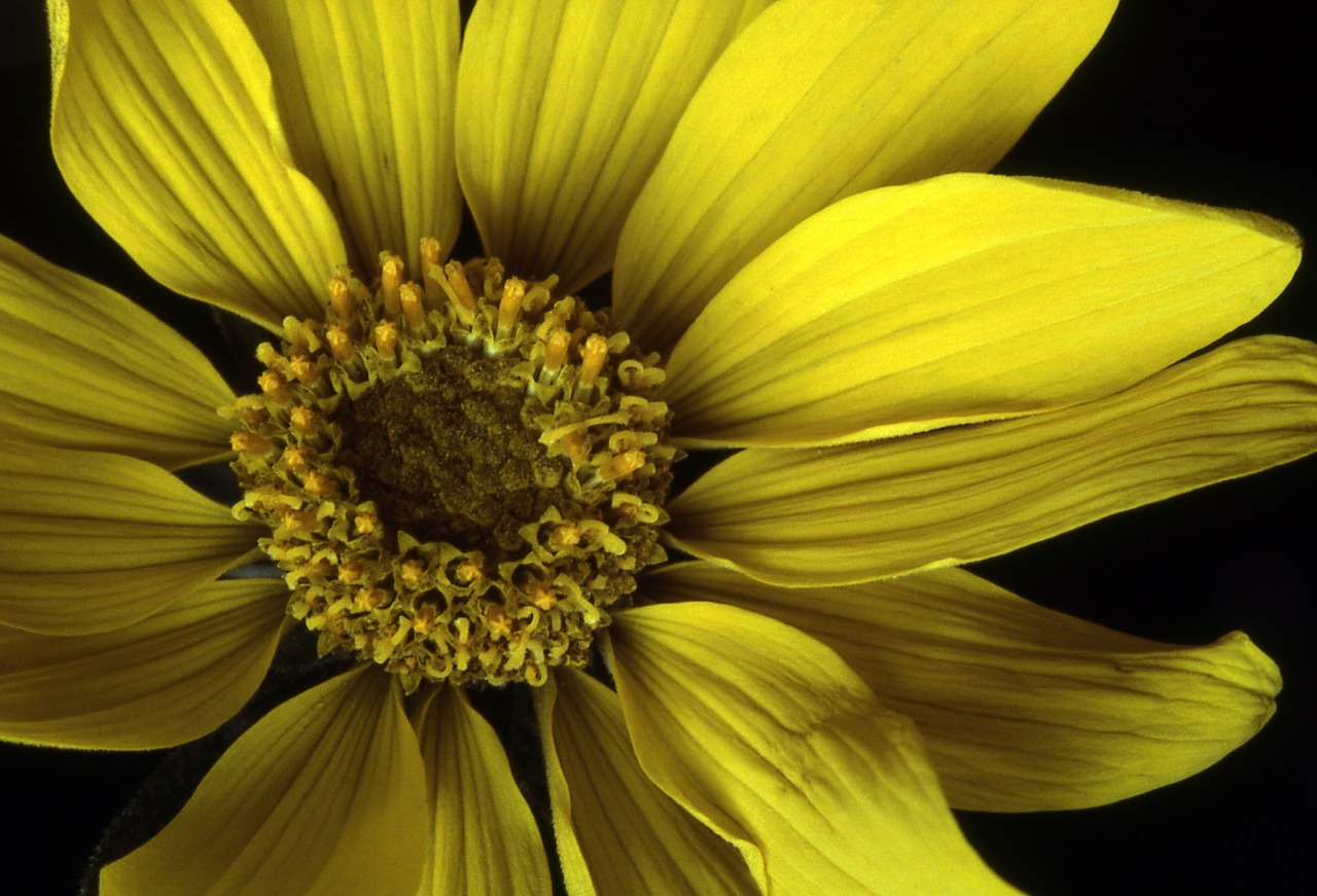 arrowleaf balsamroot flower bloom free photo