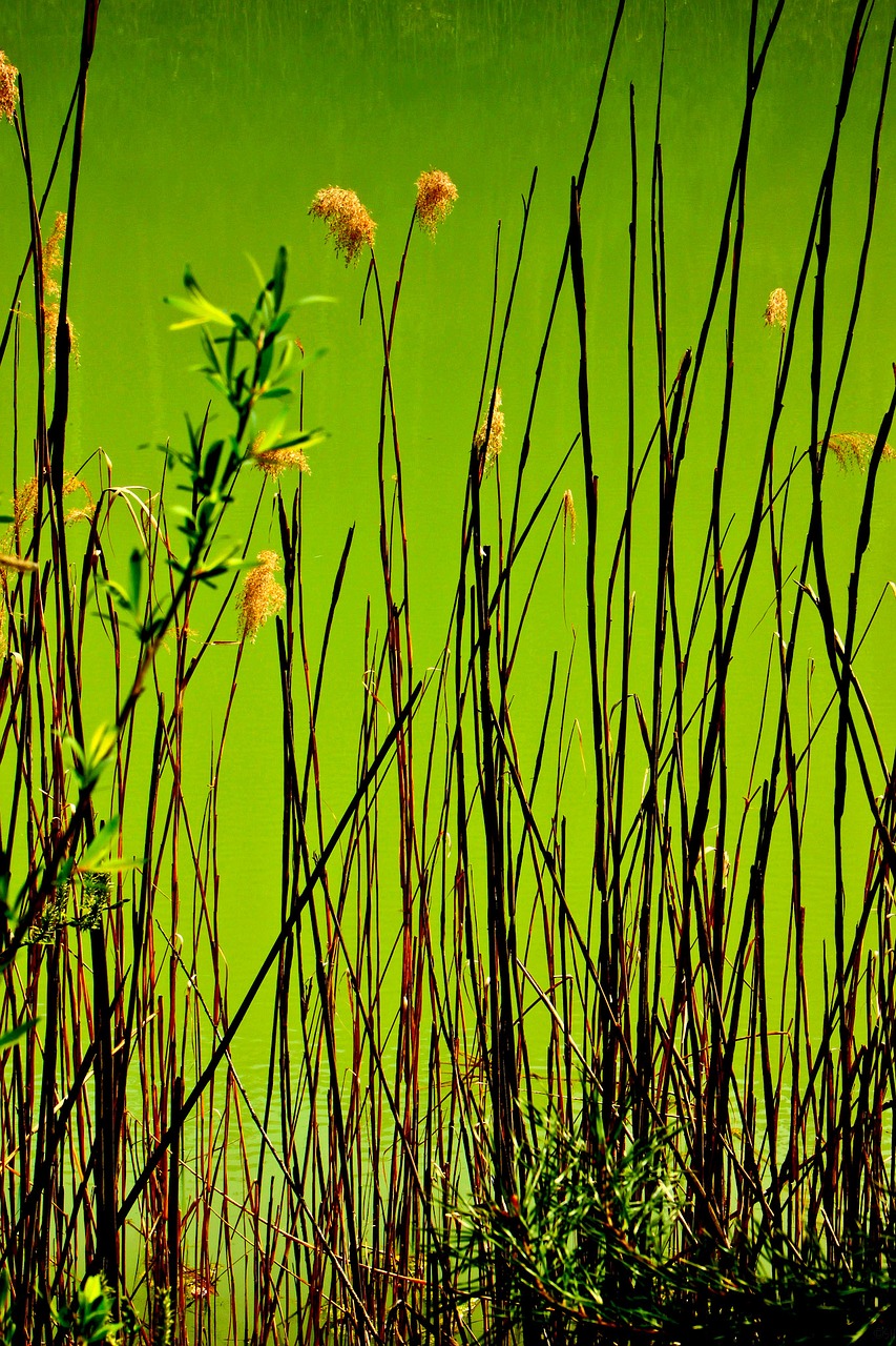 art abstract branch free photo