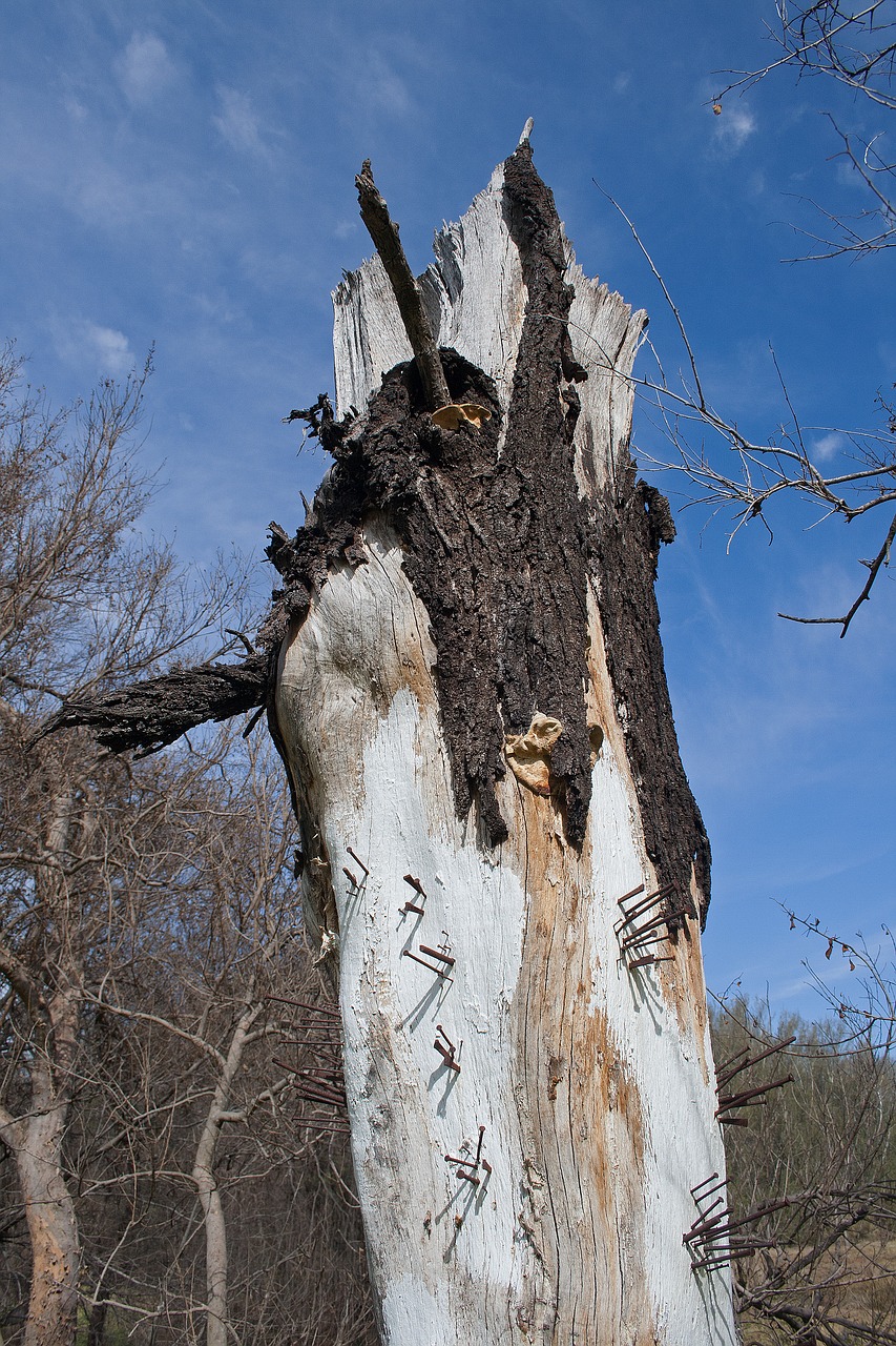 art tree stump trunk free photo