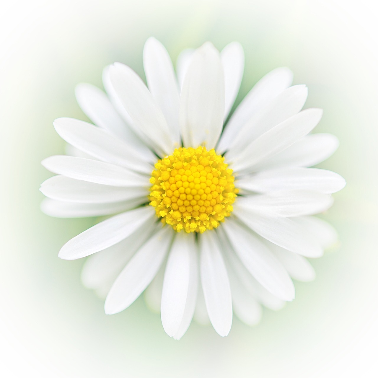 art daisy flower free photo