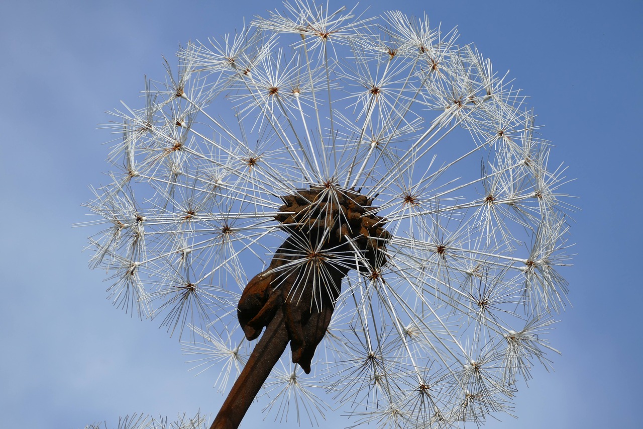 art dandelion filigree free photo