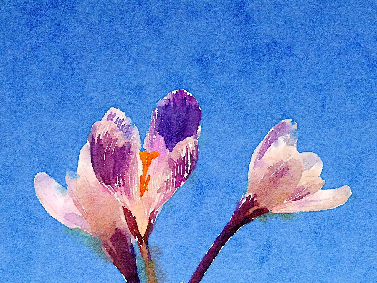 art watercolour flower free photo