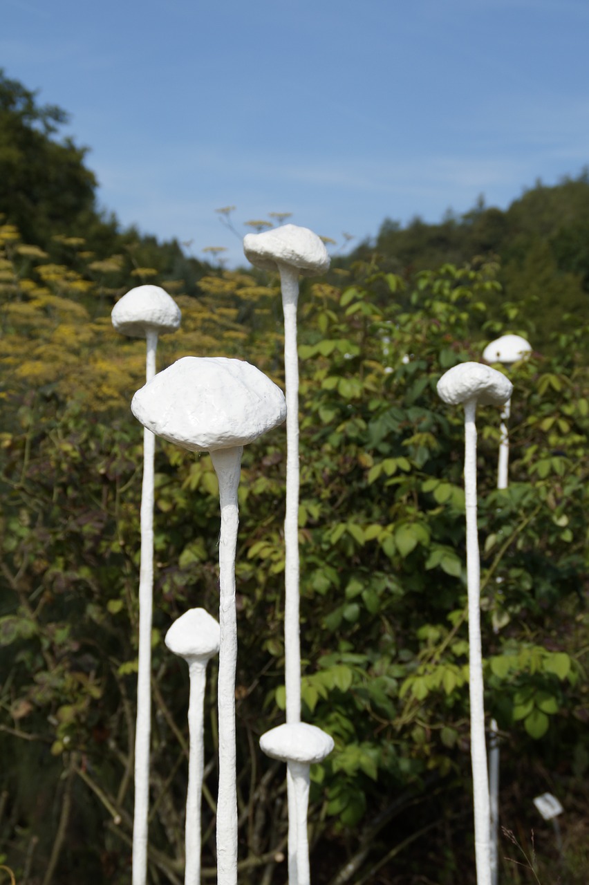 art mushrooms white free photo
