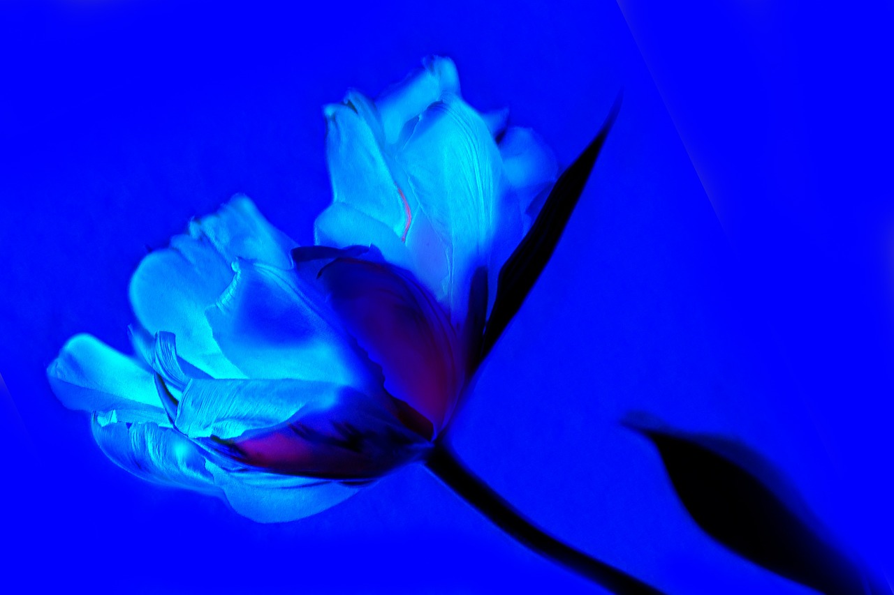 art tulip blue free photo