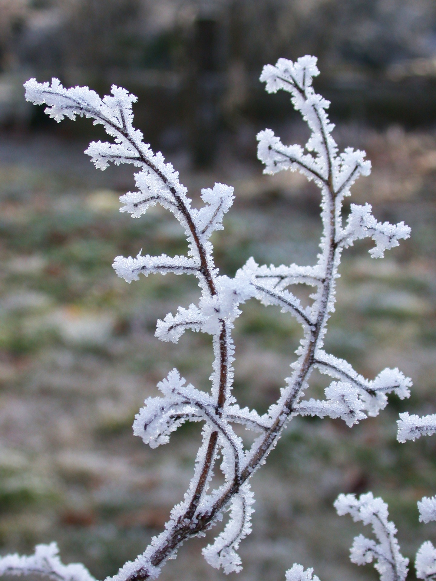 frost twigs branches free photo