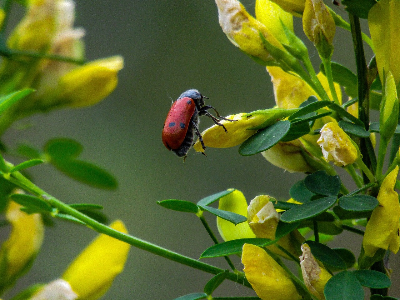 arthropod  insect  yellow flower free photo