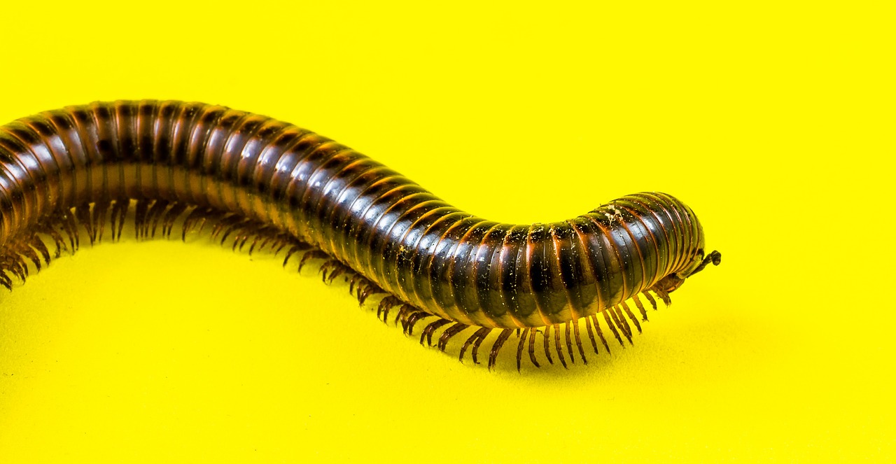 arthropod giant tausendfüßer millipedes free photo