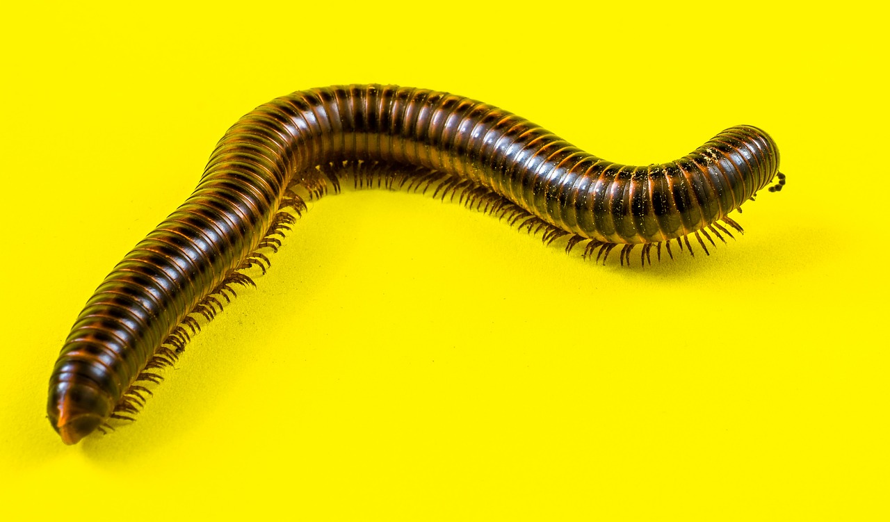 arthropod giant tausendfüßer millipedes free photo
