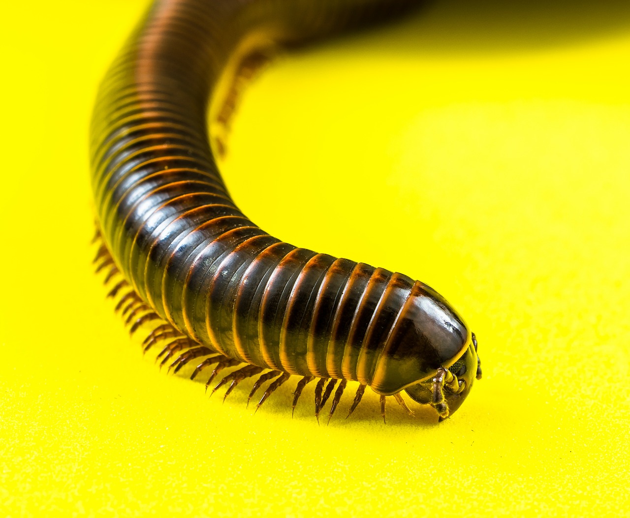 arthropod millipedes giant tausendfüßer free photo