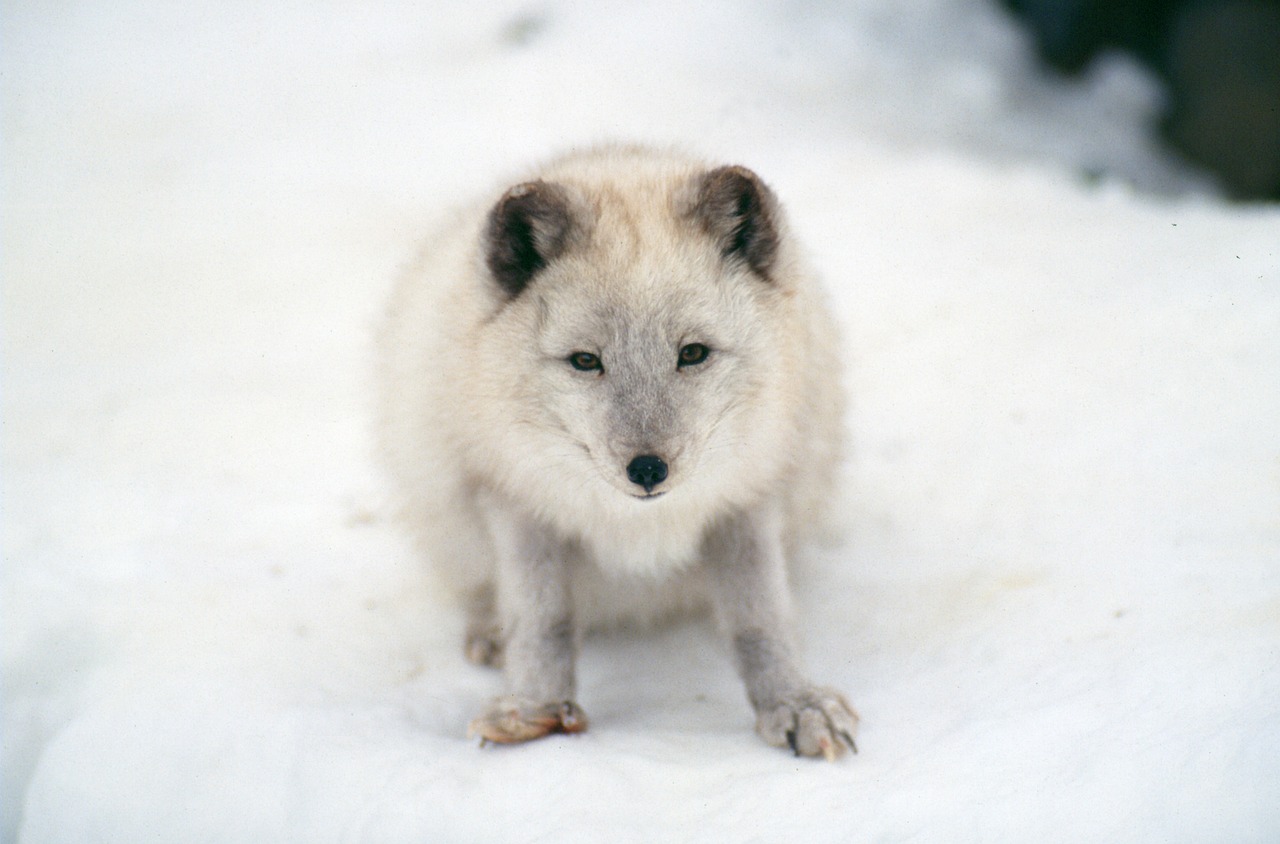 artic fox mammal wildlife free photo