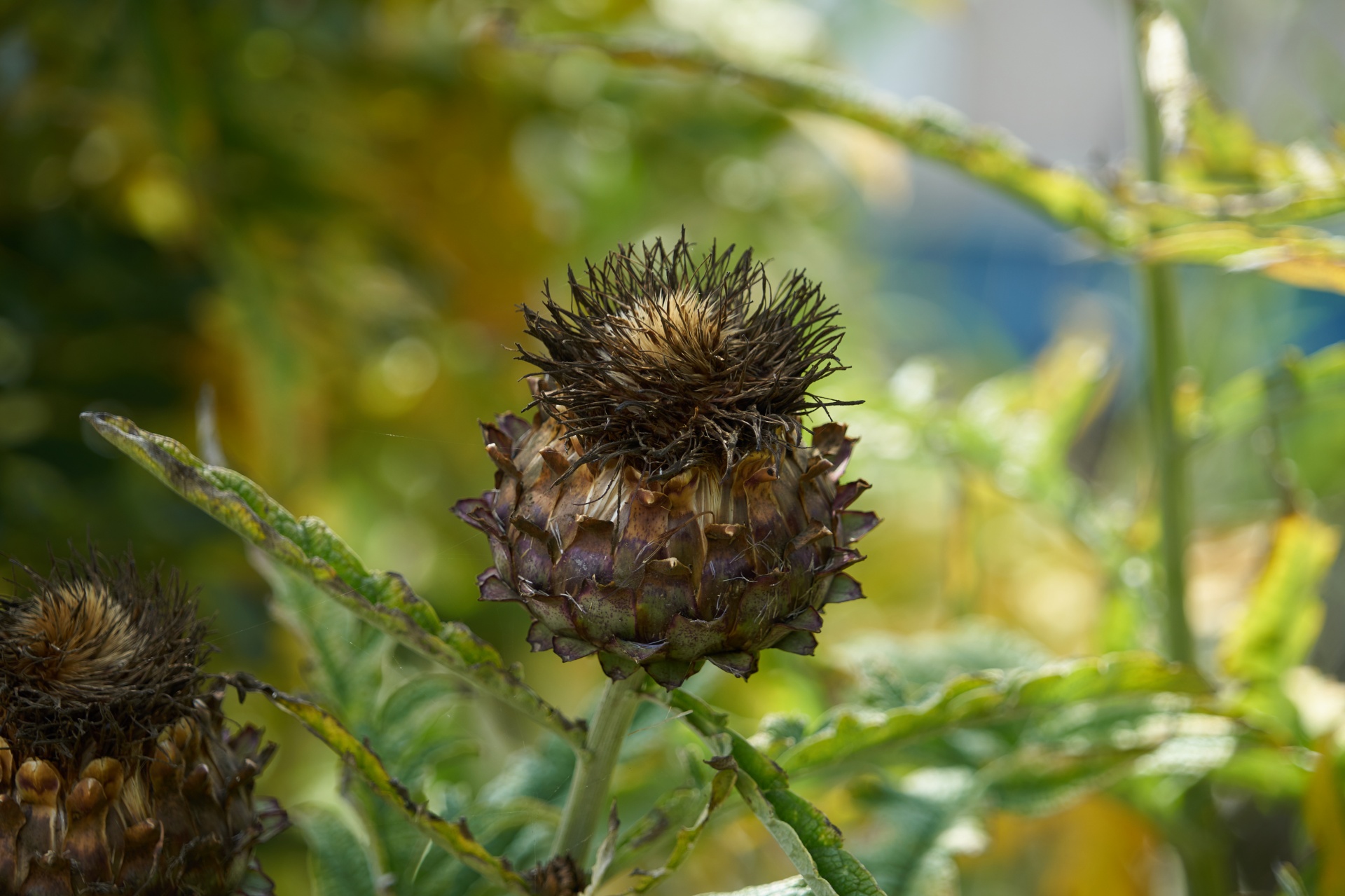 artichoke plant food free photo