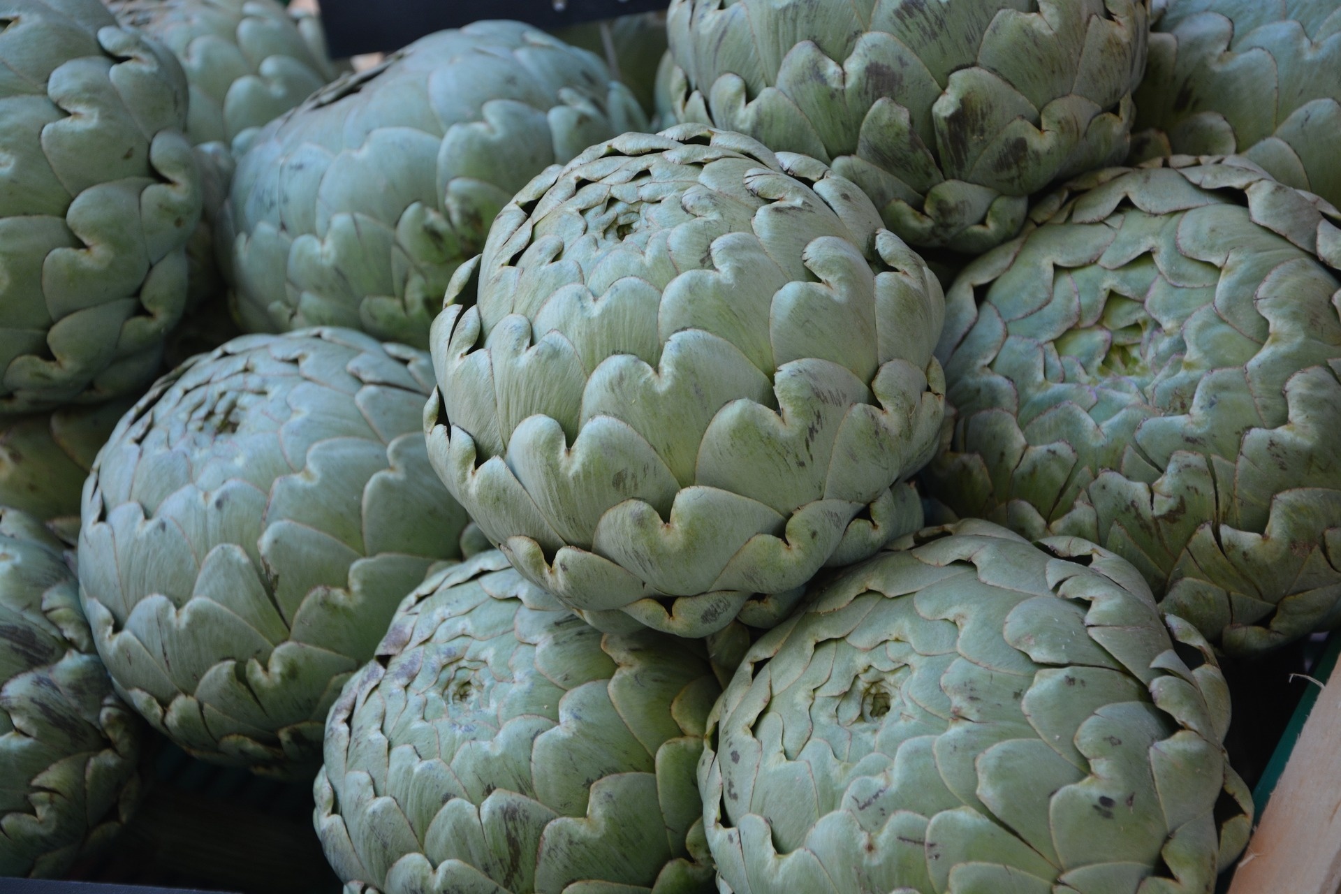 artichokes green vegetables free photo