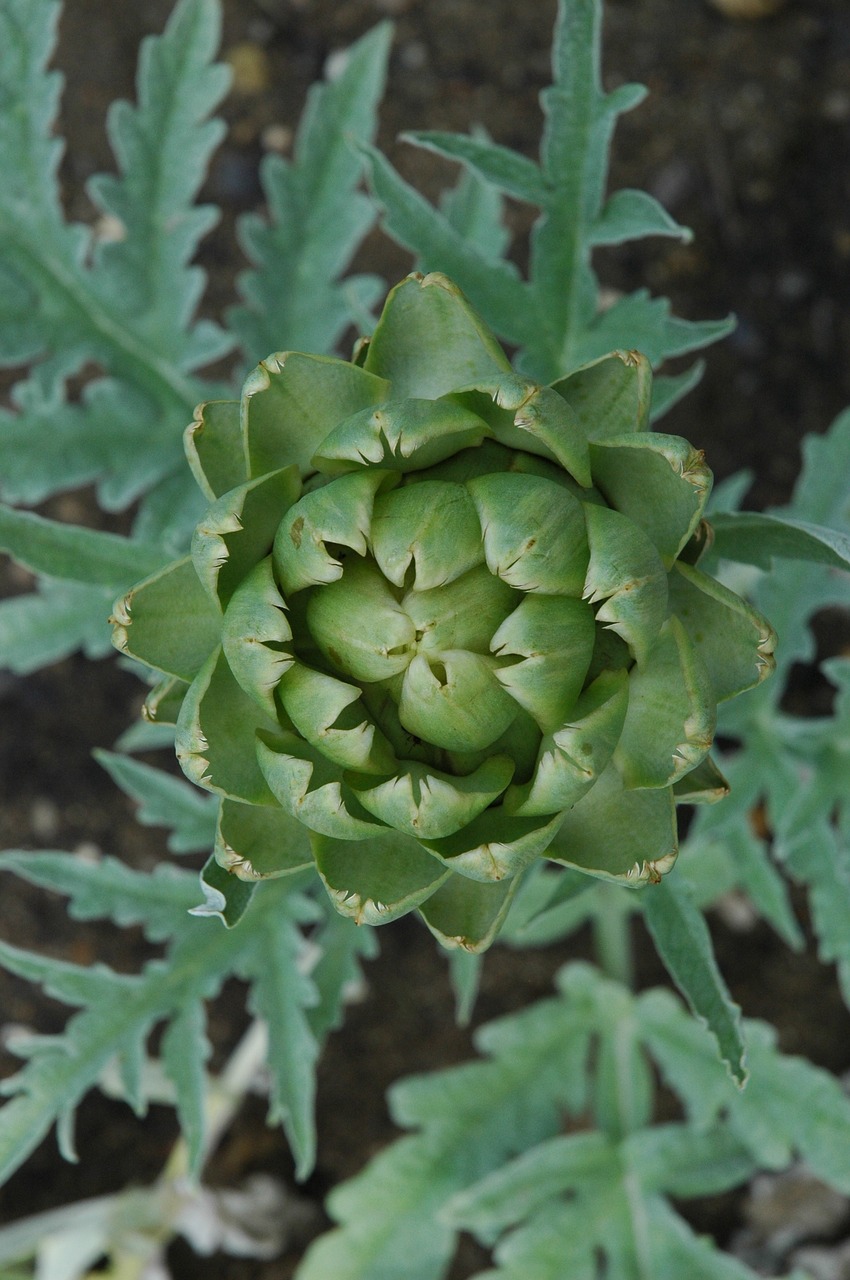 artichoke garden vegetable free photo