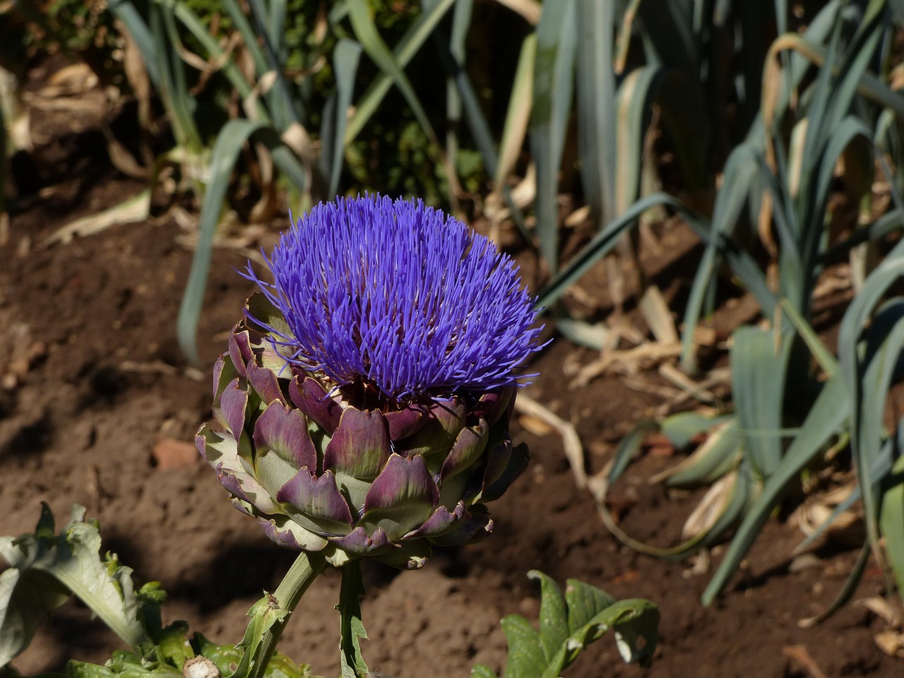 artichoke purple blossom free photo