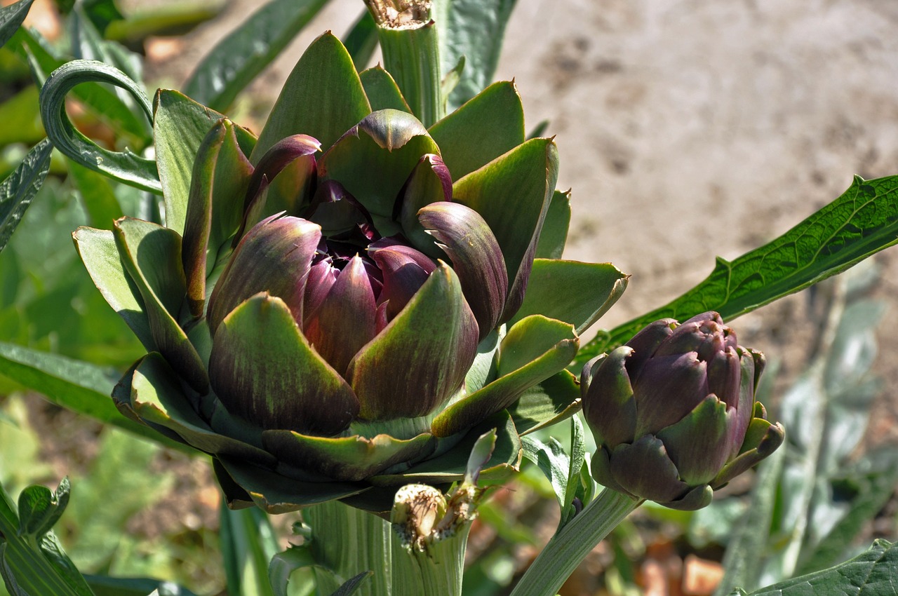 artichoke plant blossom free photo