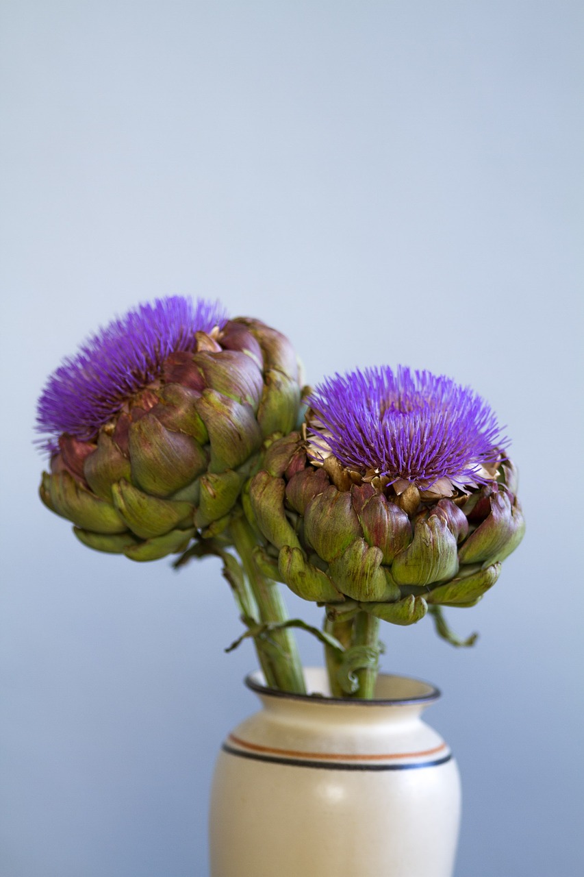 artichoke blossom bloom free photo