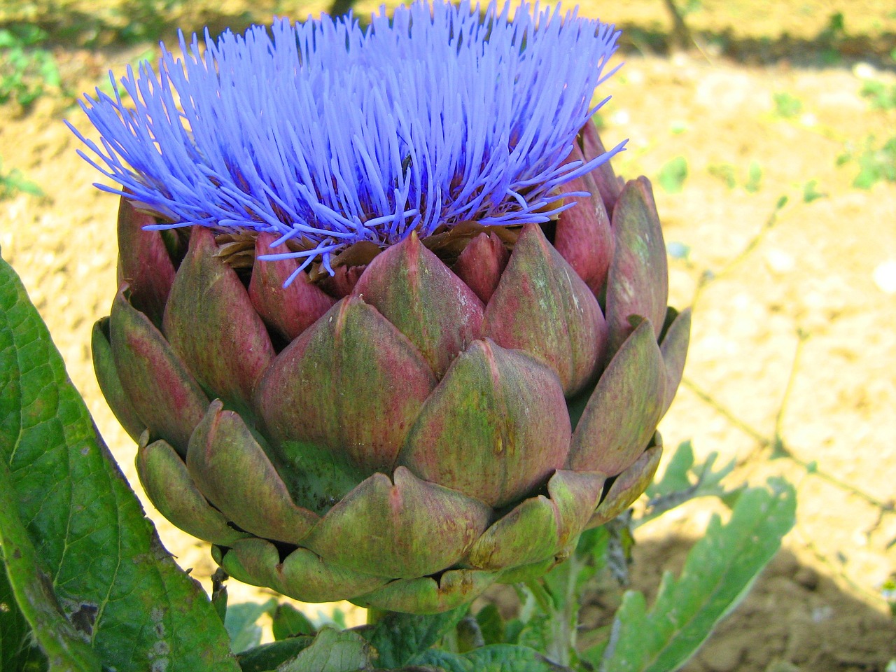 artichoke flower vegetable free photo