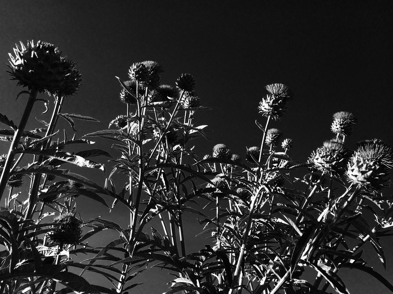 artichoke flowers plant free photo